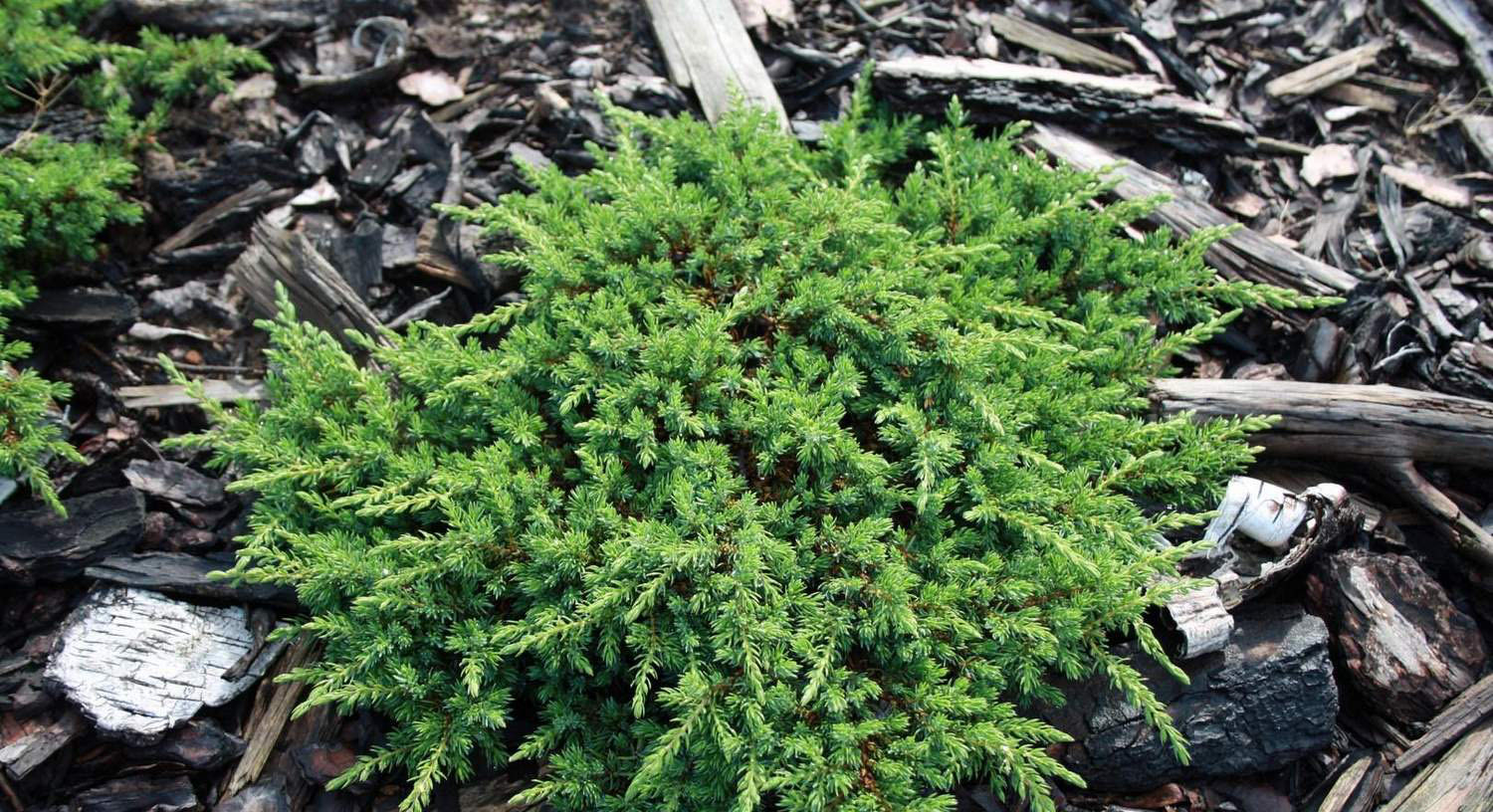 Можжевельник обыкновенный Грин Карпет